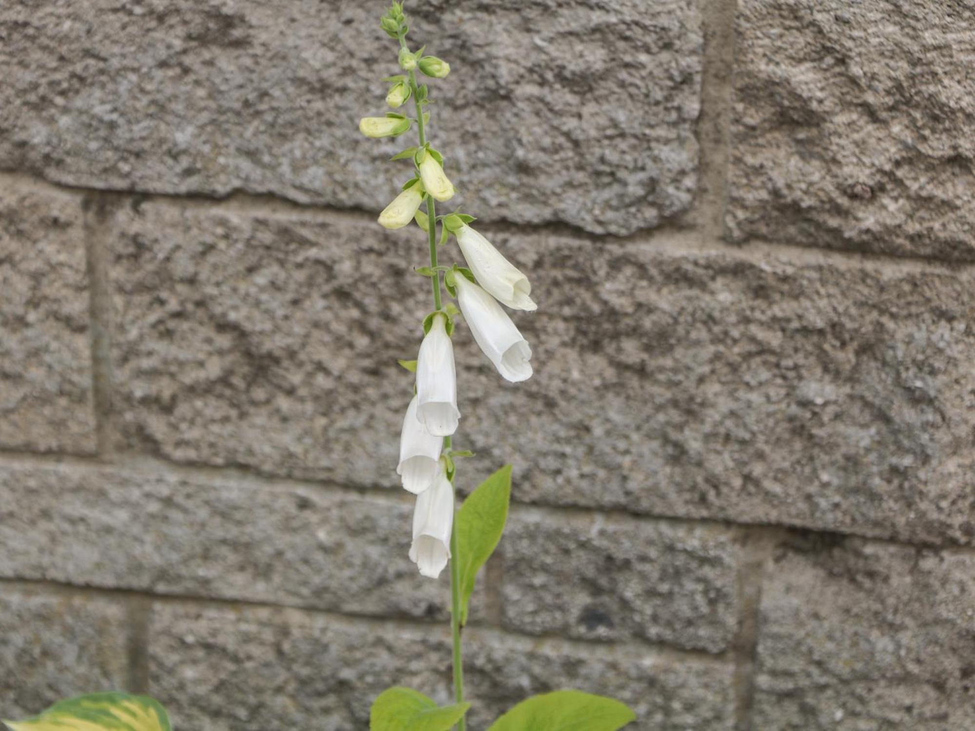 Foxgloves Каслтон Экстерьер фото